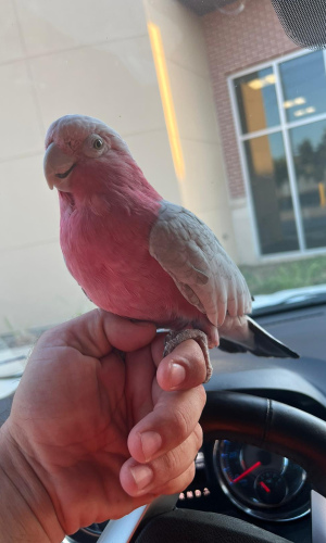 Rose Breasted Cockatoo (Galah Cockatoo)             