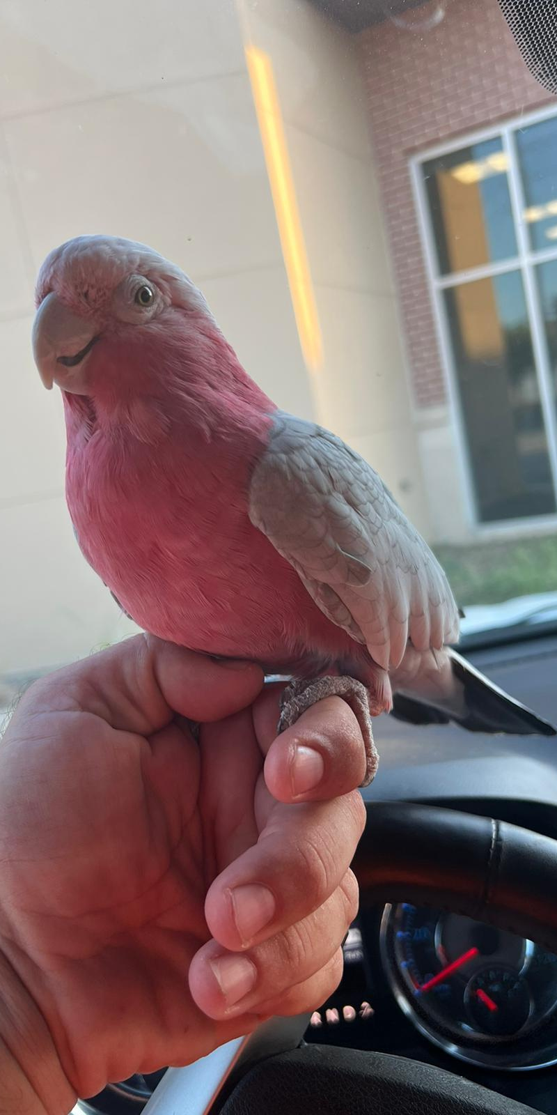 Rose-breasted Cockatoo (Galah Cockatoo)