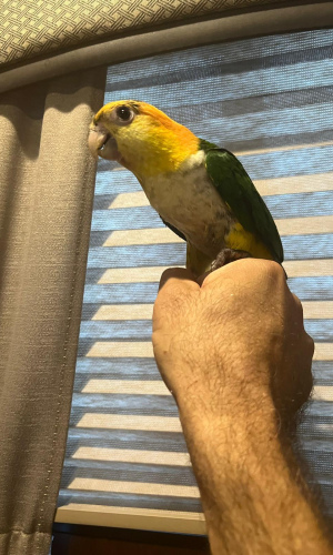 White-Bellied Caique