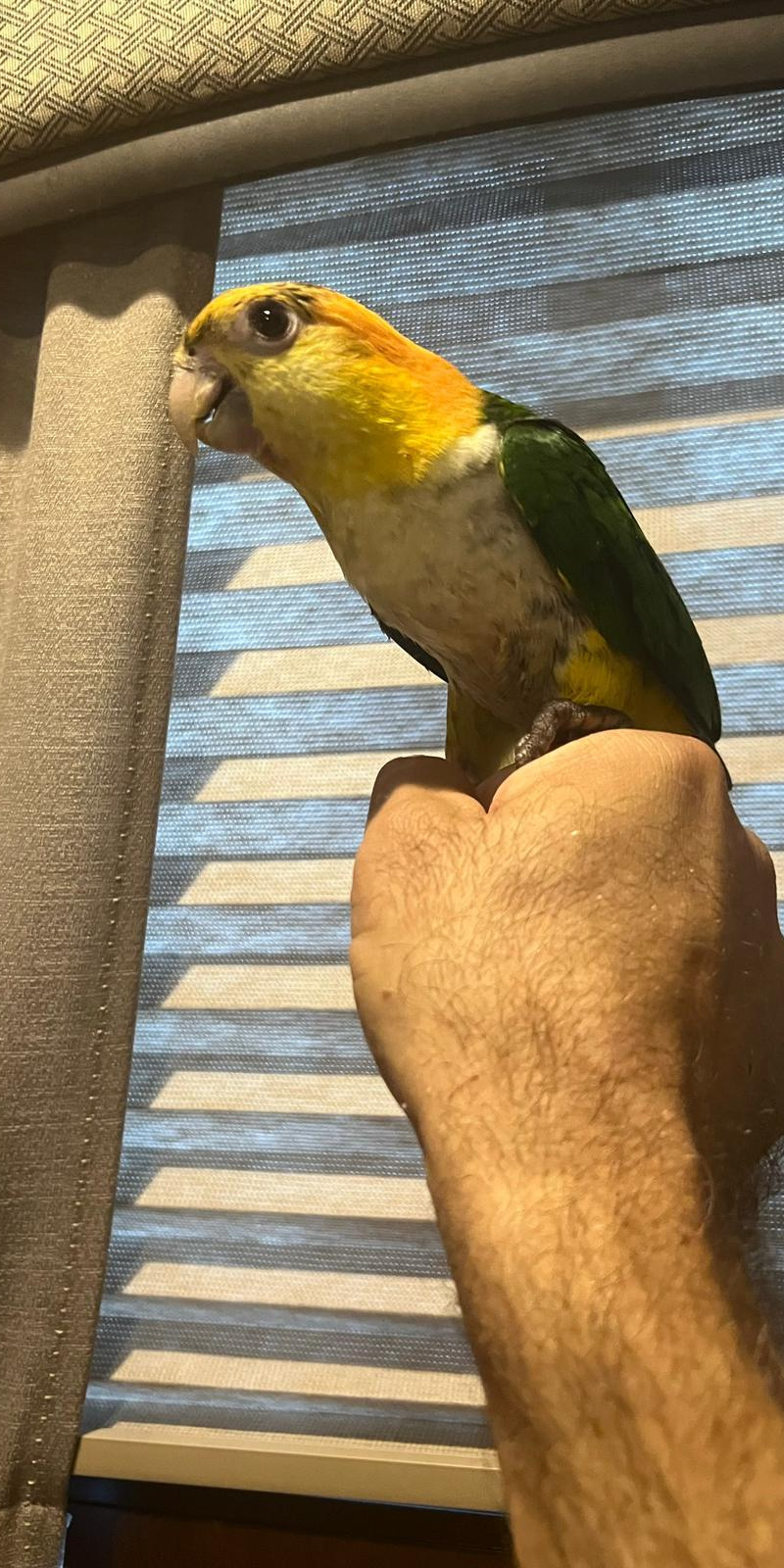 White-Bellied Caique